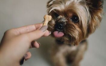 10 Best Low Fat Dog Treats