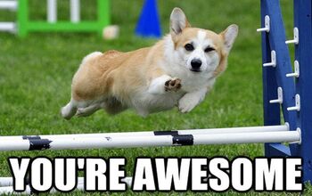 10 Reasons Why a Dog is The Only Man You’ll Ever Need