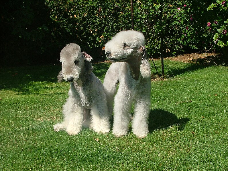 File:Bedlington terrier.jpeg