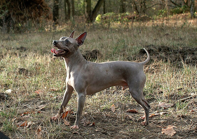 File:American hairless terrier Adelor2.jpg