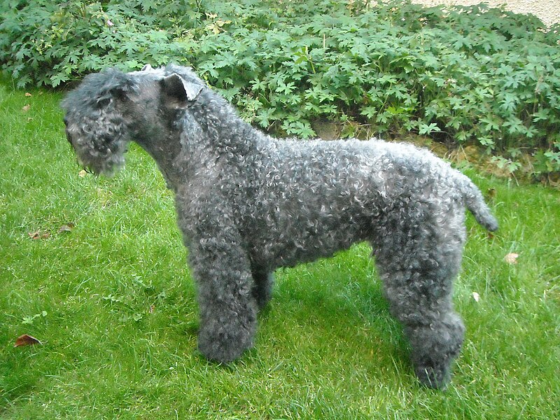 File:Kerry blue terrier 062009.JPG
