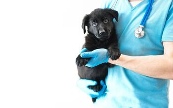 A Six-legged Abandoned Dog Has Surgery to Remove Extra Limbs