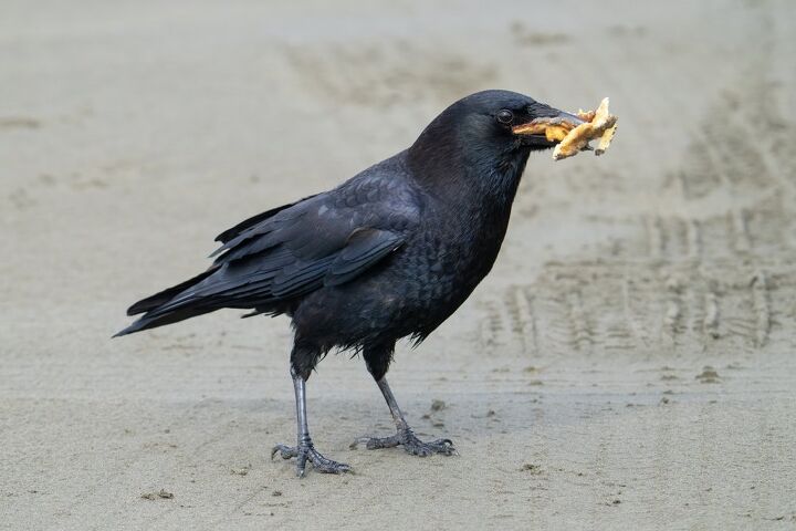 according to a new study crows can count out loud, Puffin s Pictures Shutterstock
