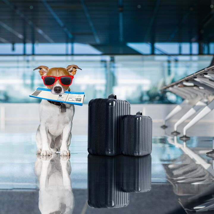 american airlines makes it easier to travel with pets, Javier Brosch Shutterstock