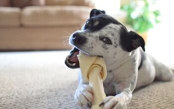 Best Dog Chews
