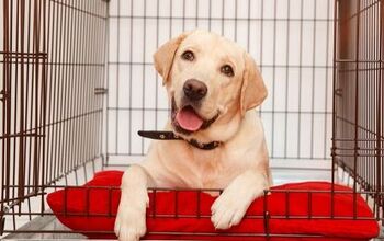 Best Dog Crate Pads