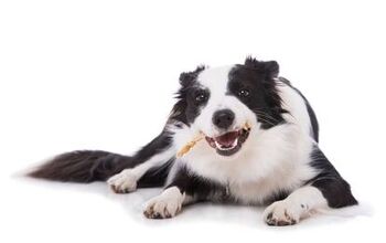 Best Dog Dental Chews