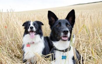 Best Dog ID Tags