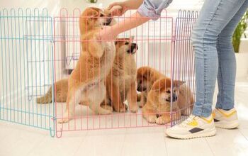Best Dog Pens