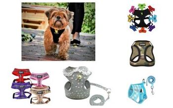 Best Harnesses For Shorkies