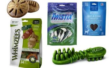 Best Pet Treats for Squeaky Clean Teeth