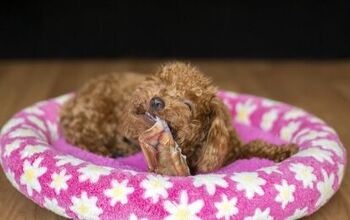 Best Pig Ears for Dogs