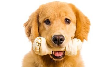 Best Rawhide for Dogs
