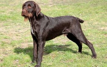 Bohemian Wirehaired Pointing Griffon