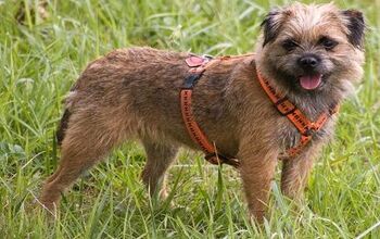 Border Terrier