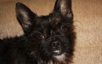Boston Yorkie