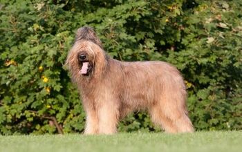 Briard