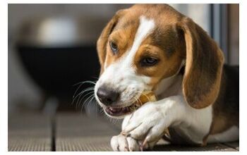 Buy 2, Get 1 Free Treats From Chewy.com – This Week Only!