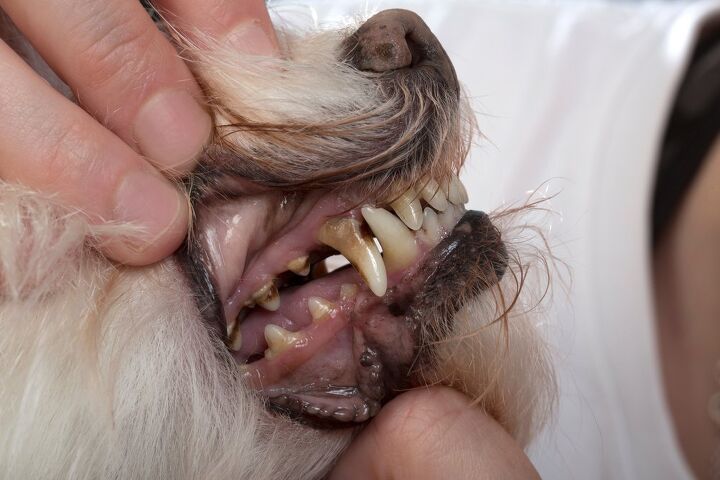 can a dog s tooth abscess heal on its own, Tatyana Dzemileva Shutterstock