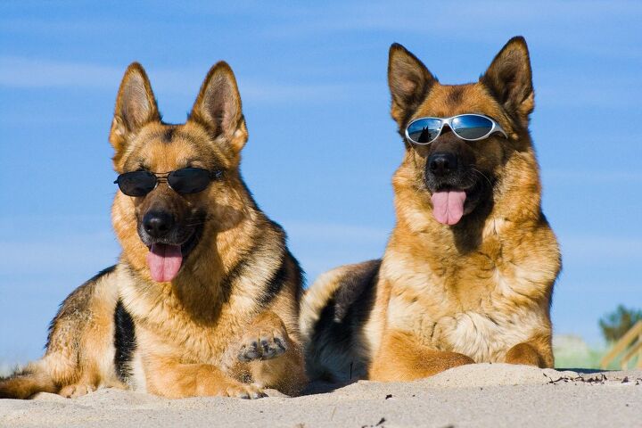 can dogs get a sunburn