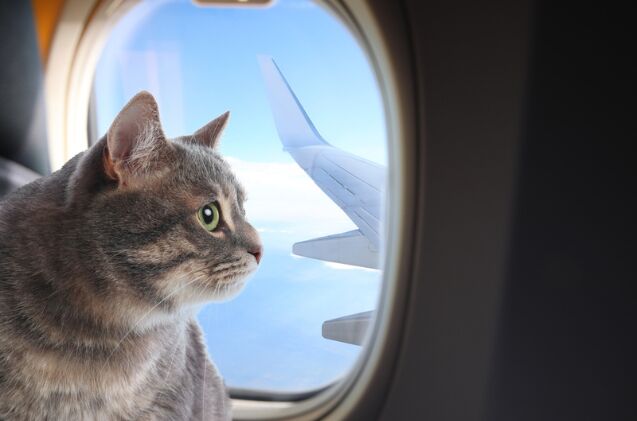 can i fly with my cat on my next vacation, Photo credit New Africa Shutterstock com