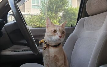 Can I Travel With My Cat in the Car Safely?