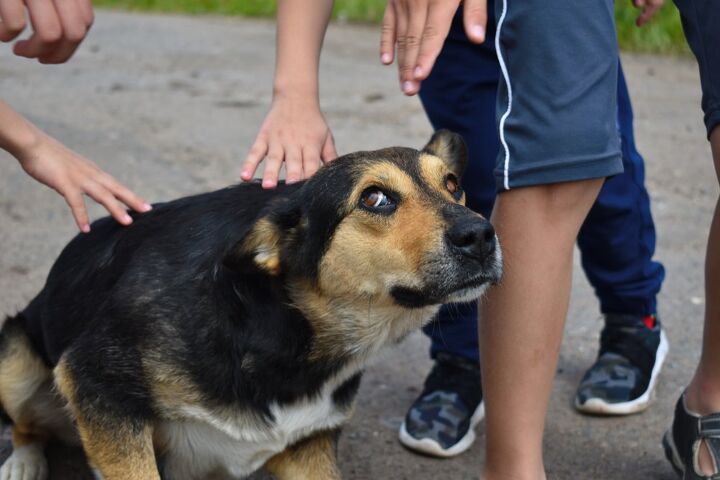 canine ptsd what you need to know about ptsd in rescue dogs, Victoria OM Shutterstock