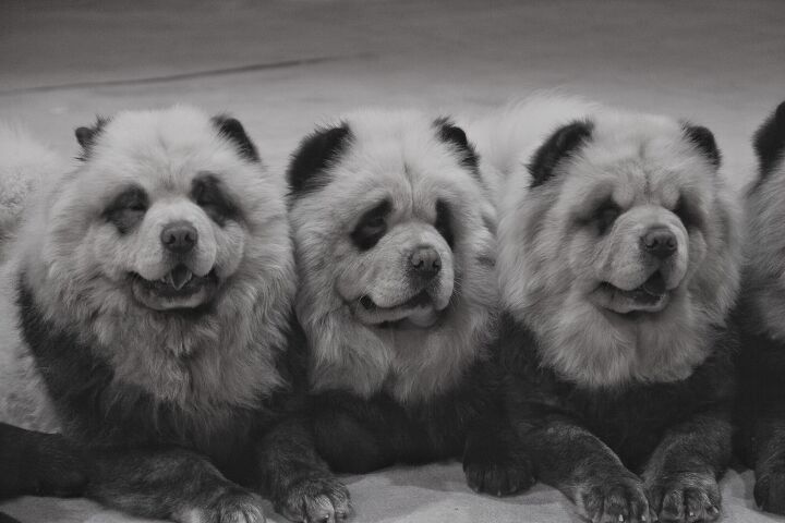 china zoo busted for chow dogs masquerading as pandas, Photo Credit Rystemys Shutterstock com