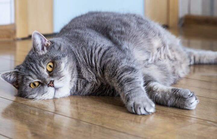 chubby kitties are helping study obesity in people, OlegDoroshin Shutterstock