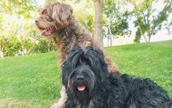 Cão Da Serra De Aires