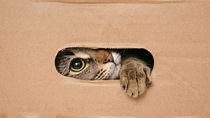 curious cat shipped in an amazon package to another state found safe, Larisa Lo Shutterstock