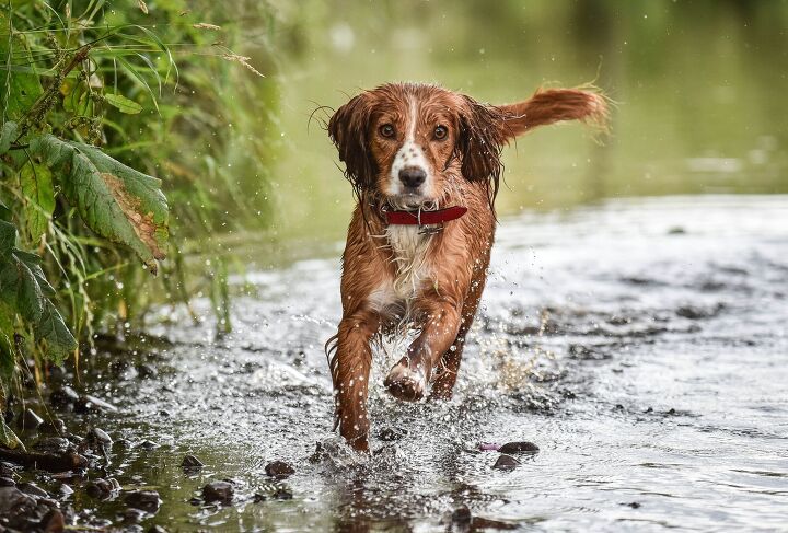 dog killing flatworm discovered in california, Kirsty Cussens Shutterstock