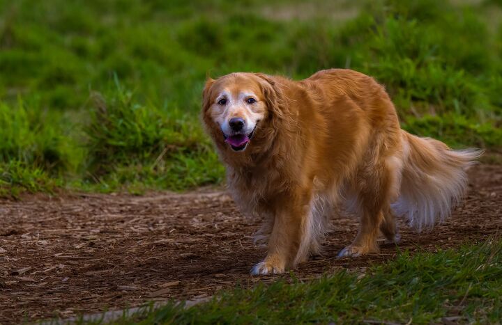 dog parents assume signs of disease are signs of aging, Michael J Magee Shutterstock