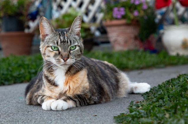 elderly cats saved thanks to cat retirement village, Photo credit ROBERT ENRIQUEZ Shutterstock com