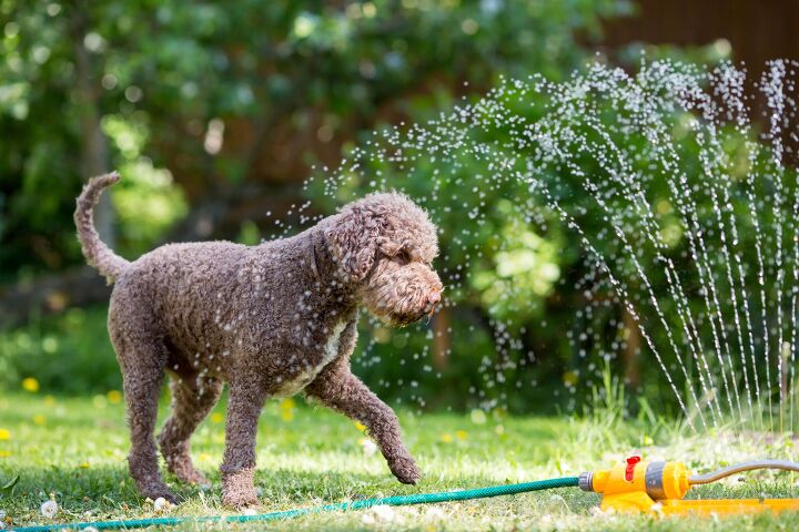 expert shares tips on how to exercise your dog on hot summer days, Jne Valokuvaus Shutterstock