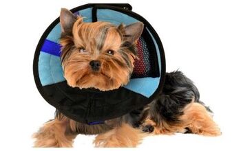 Global Pet Expo 2017: Cool and Comforting Calming Collars