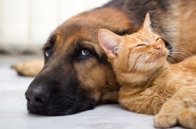 how do i introduce cats and dogs safely, Photo credit VP Photo Studio Shutterstock com