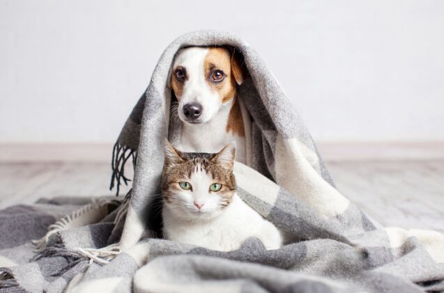 how do i introduce cats and dogs safely, Photo credit Gladskikh Tatiana Shutterstock com