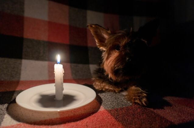 how do i keep my pet comfortable during a power outage, Photo credit BARANOV OLEKSANDR Shutterstock com
