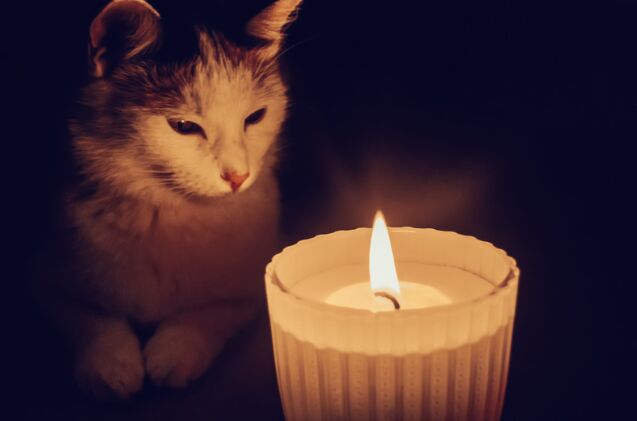 how do i keep my pet comfortable during a power outage, Photo credit Zlata Titmouse Shutterstock com