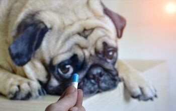 How to Give Your Dog a Pill