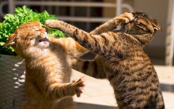 How to Help Your Cats Get Along