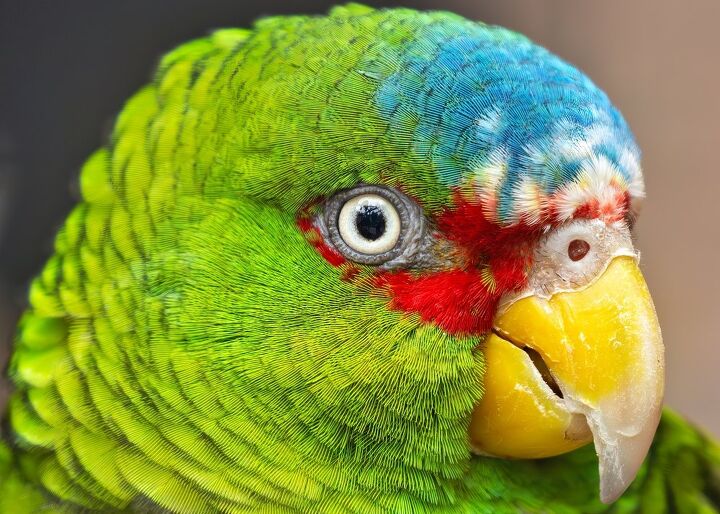 hundreds wanted to adopt a swearing parrot now he has a perfect home, fluffandshutter Shutterstock