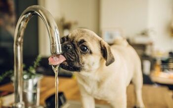 Is My Dog Drinking Enough Water?