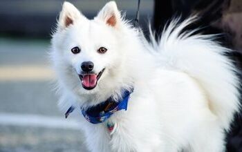 Japanese Spitz