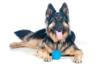 King Shepherd