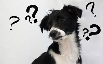 Ludicrous Lawsuit: Special Interest Groups Sue NYC To Overturn New Pup