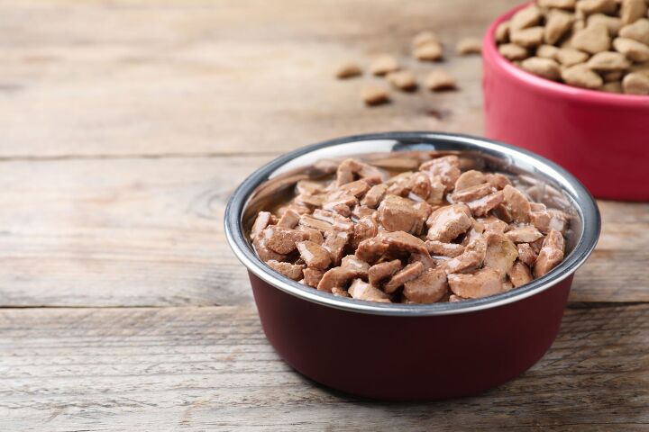media maven martha stewart gets push back over dog food recipe, Photo Credit New Africa Shutterstock com