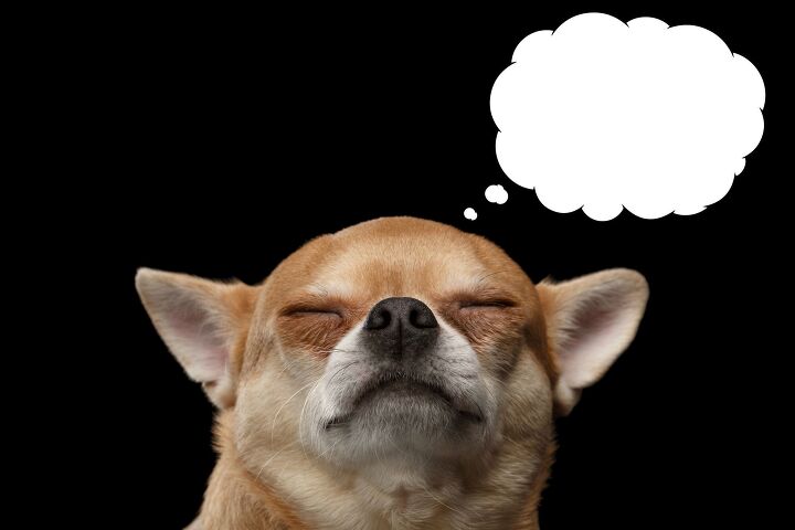 mind reading pet psychics are a burgeoning business, Photo Credit Seregraff Shutterstock com