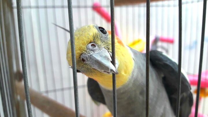 missing bird reunited with family with nextdoor app, Edinaldo Maciel Shutterstock